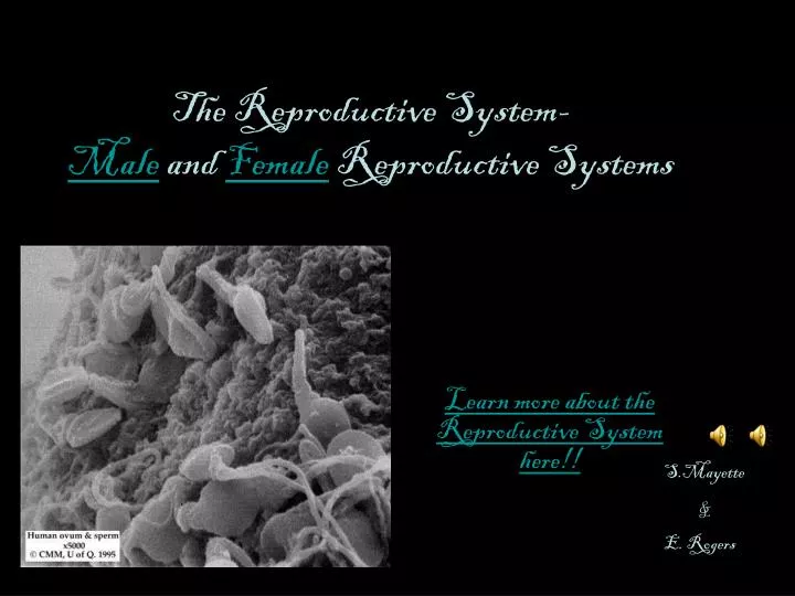 the reproductive system male and female reproductive systems