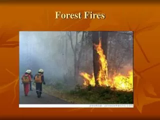 Forest Fires