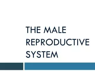 PPT - The Male Reproductive System PowerPoint Presentation, free ...