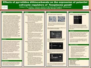 Effects of pyrrolidine dithiocarbanate on the expression of potential cell-cycle regulators of Toxoplasma gondii