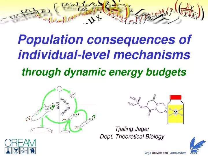 population consequences of individual level mechanisms through dynamic energy budgets