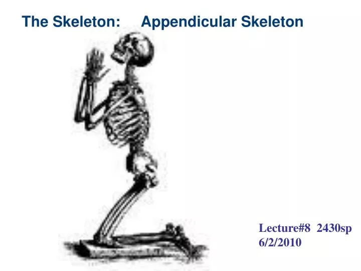 the skeleton appendicular skeleton