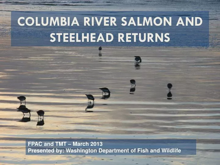 columbia river salmon and steelhead returns