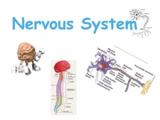 Nervous System