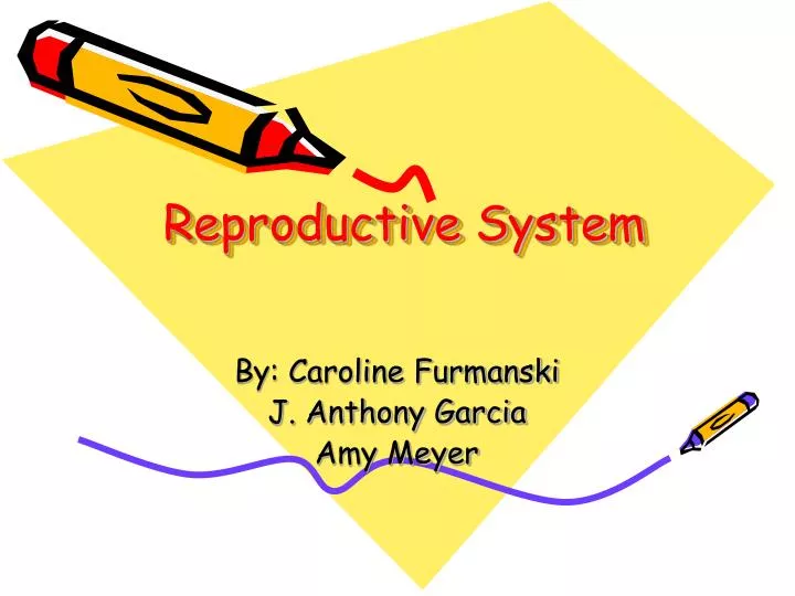 reproductive system