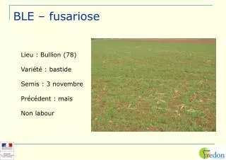 ble fusariose