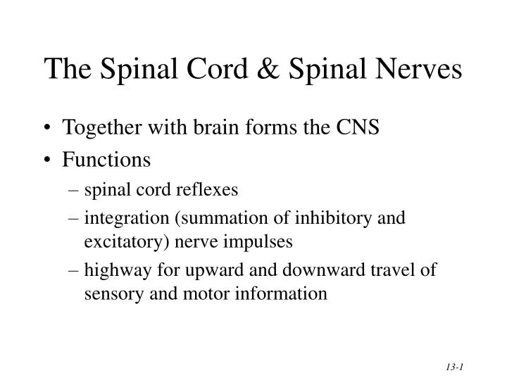 the spinal cord spinal nerves