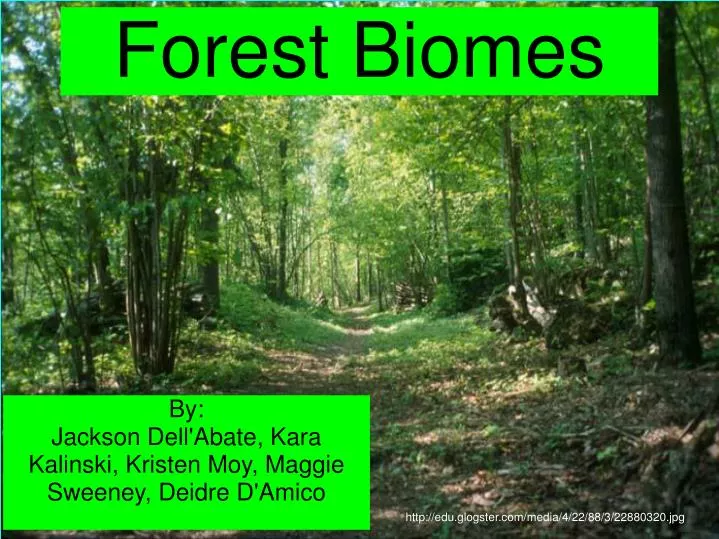 forest biomes