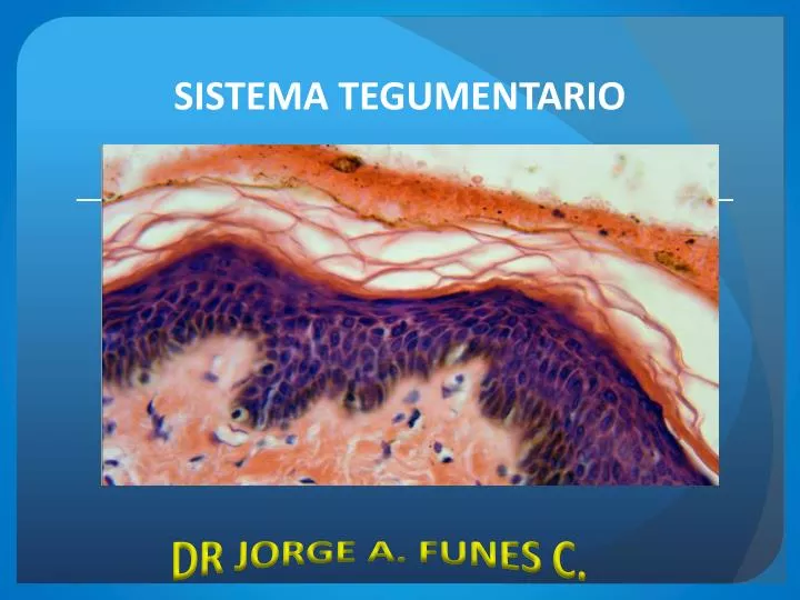 sistema tegumentario