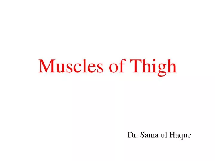 muscles of thigh