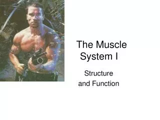 The Muscle System I