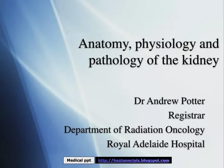 anatomy physiology and pathology of the kidney