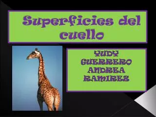 superficies del cuello