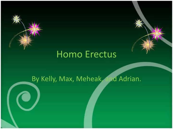 homo erectus