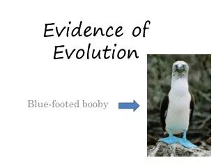 Evidence of Evolution