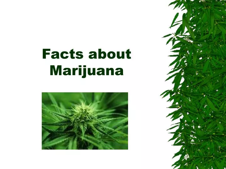 facts about marijuana