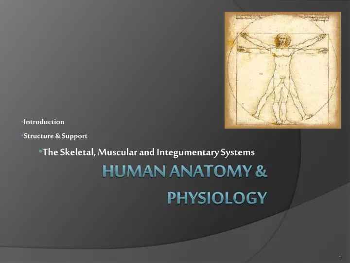 introduction structure support the skeletal muscular and integumentary systems