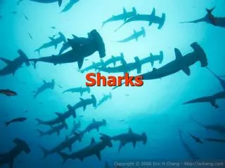 sharks