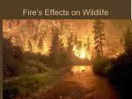 Fire’s Effects on Wildlife