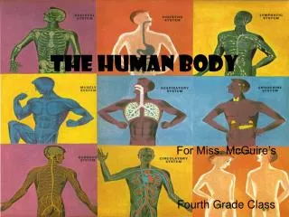 The Human Body