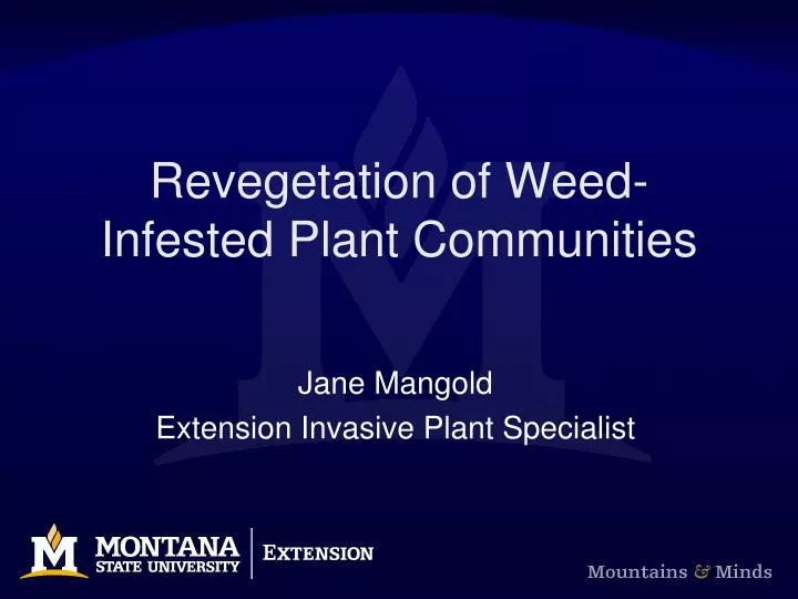 revegetation of weed infested plant communities