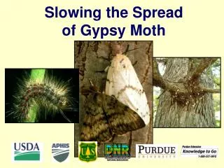 Slowing the Spread of Gypsy Moth