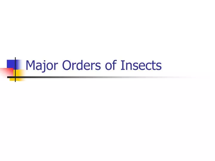 major orders of insects