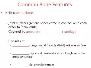 Common Bone Features