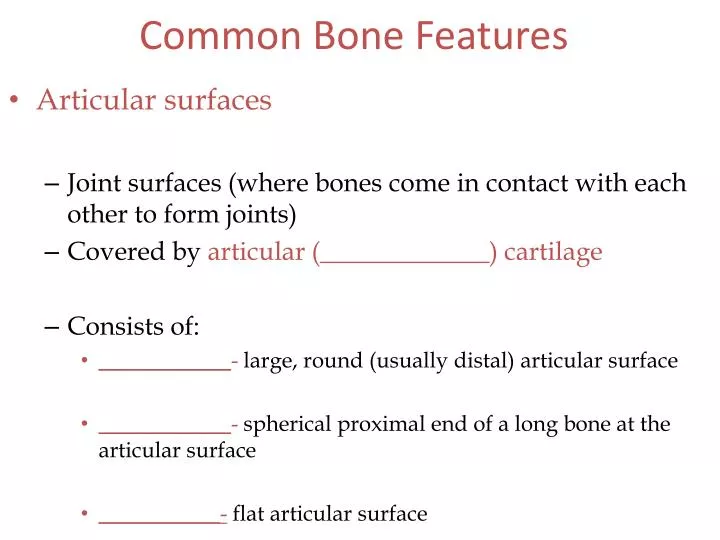 common bone features