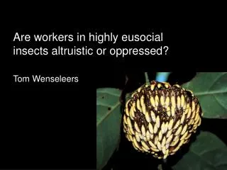 Are workers in highly eusocial insects altruistic or oppressed? Tom Wenseleers