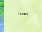 Plankton - slide 1