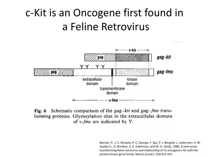 c kit is an oncogene first found in a feline retrovirus