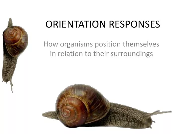 orientation responses