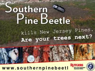 www.southernpinebeetle.nj.gov
