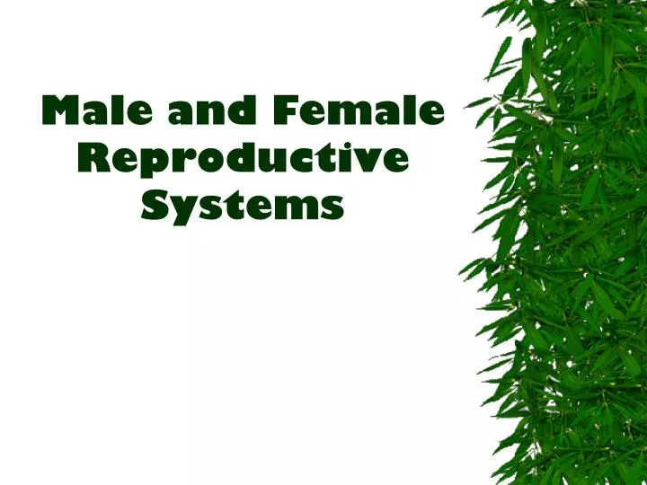 male and female reproductive systems