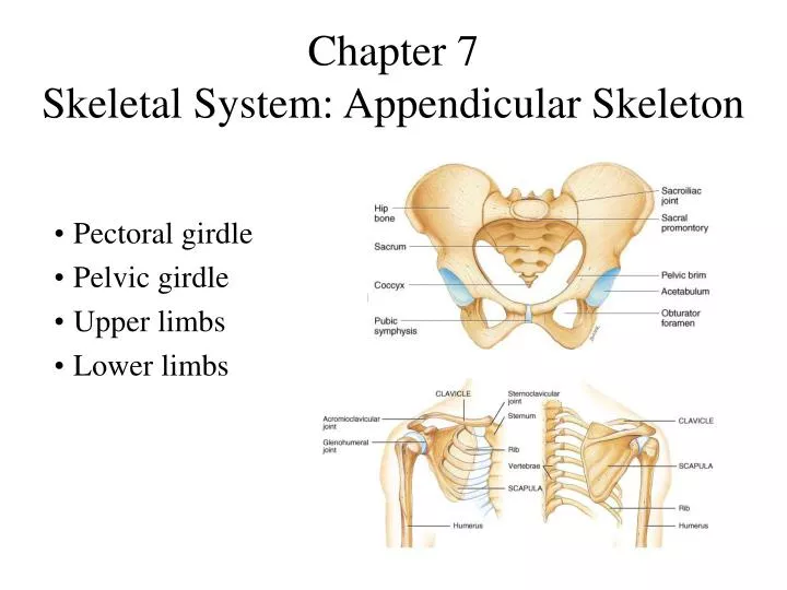 chapter 7 skeletal system appendicular skeleton