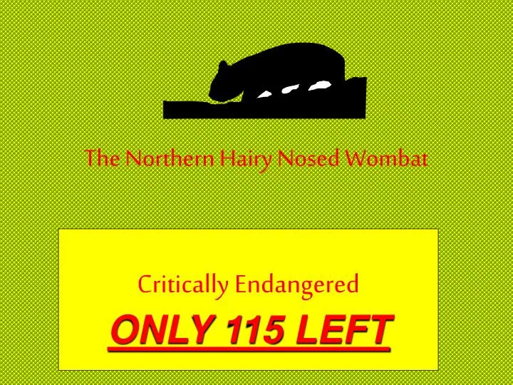 the northern hairy nosed wombat