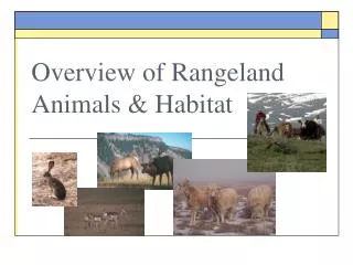 Overview of Rangeland Animals &amp; Habitat