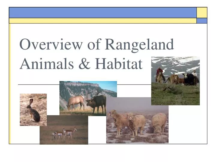 overview of rangeland animals habitat