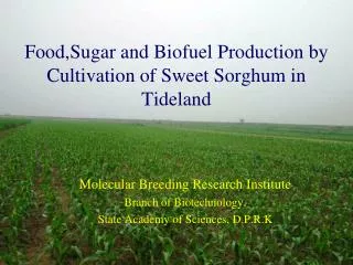Food,Sugar and Biofuel Production by Cultivation of Sweet Sorghum in Tideland