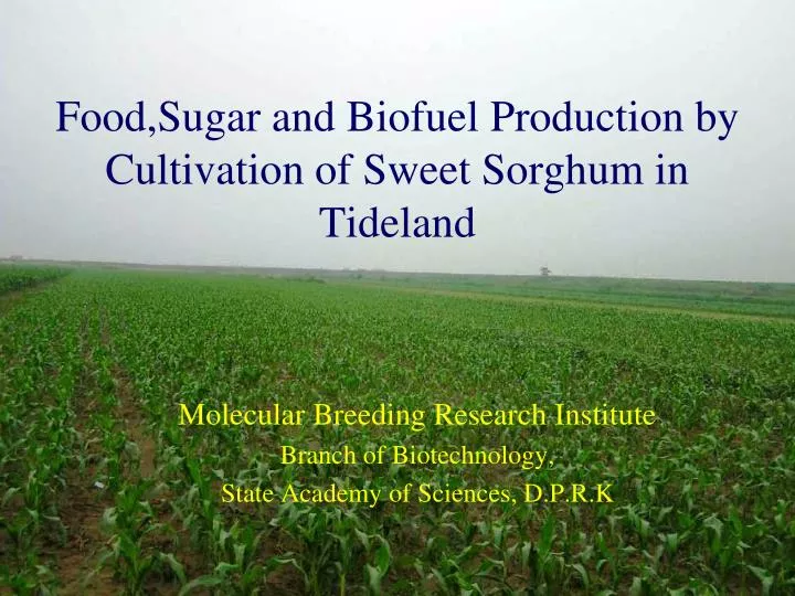 food sugar and biofuel production by cultivation of sweet sorghum in tideland