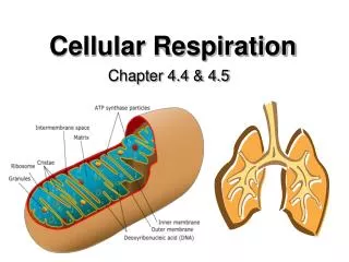 Cellular Respiration