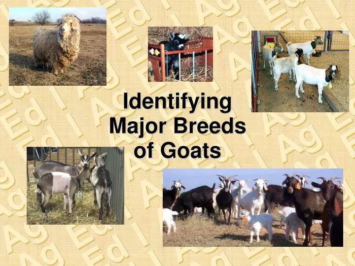 identifying major breeds of goats