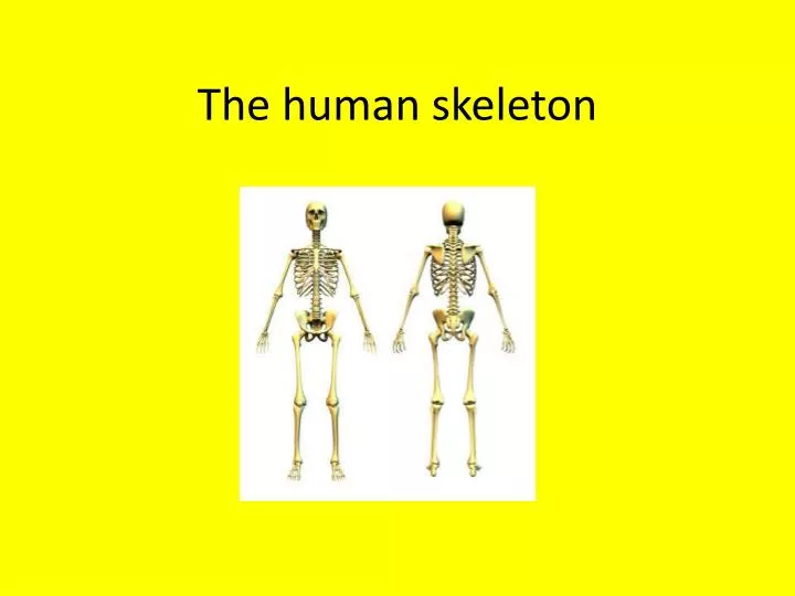 the human skeleton