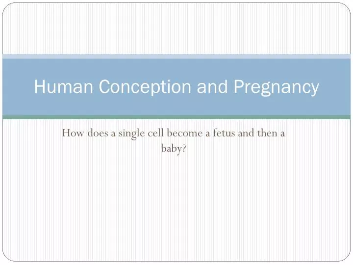 human conception and pregnancy