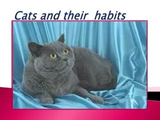 Cats and their habits