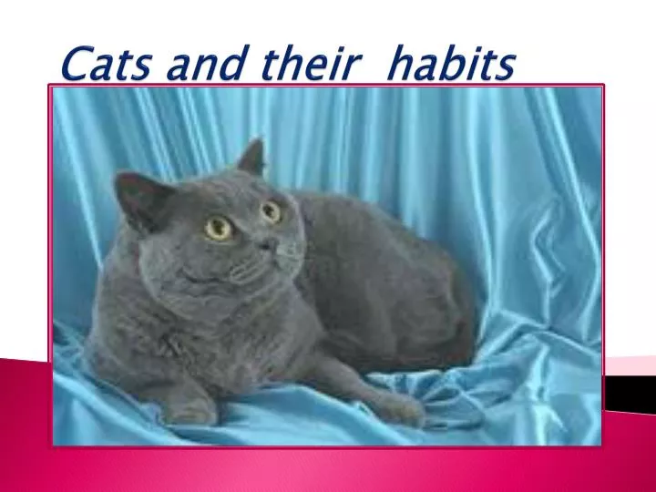 cats and their habits