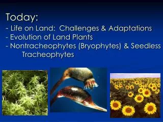 Today: - Life on Land: Challenges &amp; Adaptations - Evolution of Land Plants - Nontracheophytes (Bryophytes) &amp;