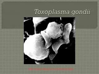 Toxoplasma gondii