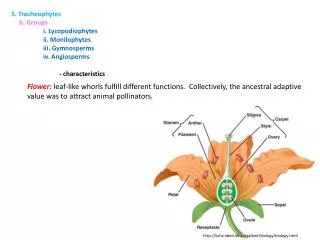 5. Tracheophytes b. Groups 	i. Lycopodiophytes 	ii. Monilophytes 	iii. Gymnosperms 	iv. Angiosperms - character